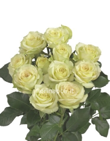 Rose bianche a steli, prima scelta, lunghezza 60 cm.