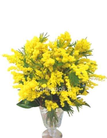 Fascio di mimosa