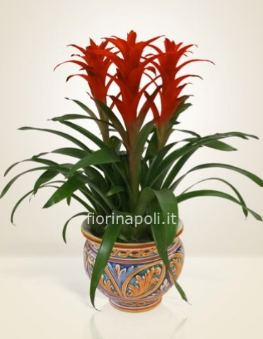 pianta in vaso ceramica
