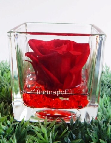 Flower Design Aversa - Rosa stabilizzata in campana di vetro 🥀 Disponibile  in vari colori Spedizioni in tutta Italia entro 48h 📦 con pagamento anche  alla consegna Info Facebook o whatsapp 3664623857 📞