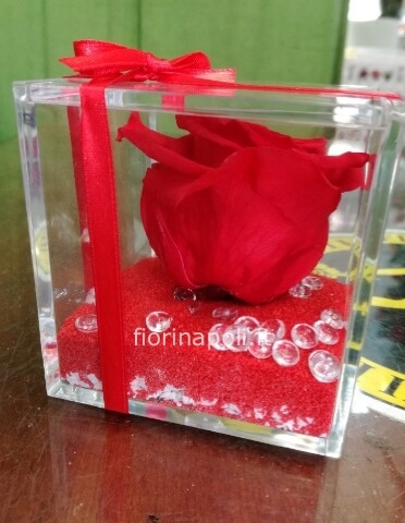 Rosa stabilizzata in cubo di plexiglass
