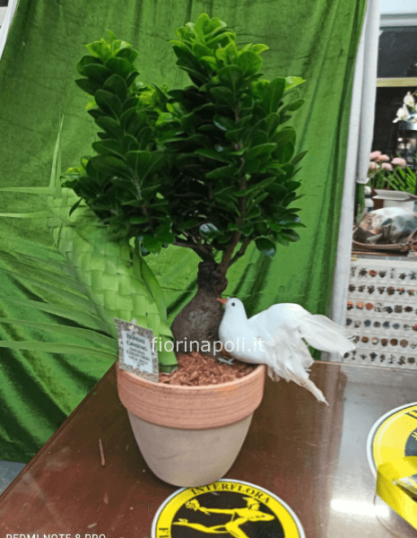 bonsai