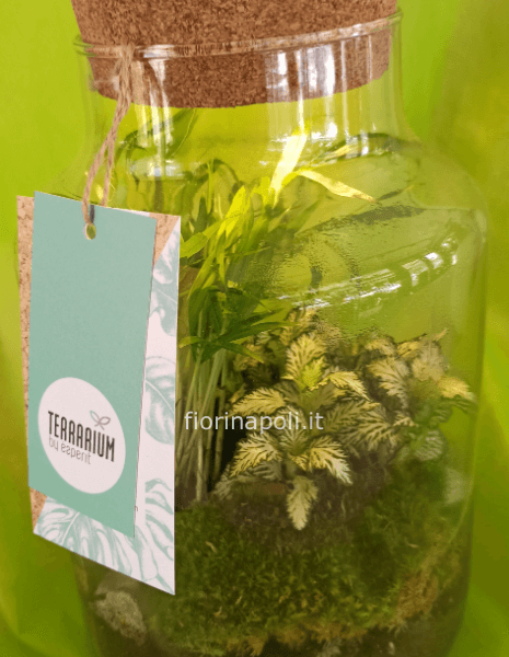 piante in vetro con illuminazione